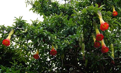 Red Tree Datura