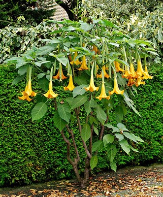 Pumpkin Yellow Datura Seeds