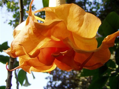 Orange Glory Datura