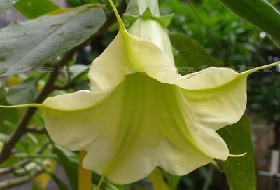 Rare Green Datura Seeds