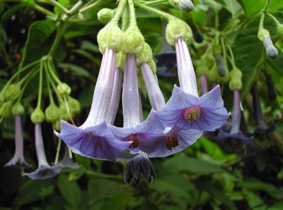 Blue Angel Datura Seeds