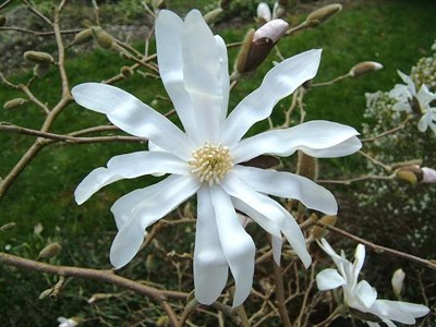Star Magnolia Flower Tree Seeds