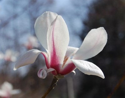 Kobus Magnolia Flower Tree Seeds
