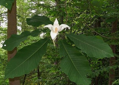 Bigleaf Magnolia Flower Tree Seeds