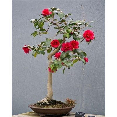 Bonsai Red Camellia Seeds