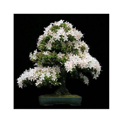 Jasmine Bonsai Potted Seeds