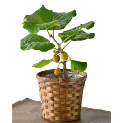 Bonsai Thailand Mini Kiwi