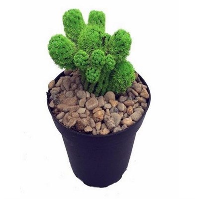 Green Desert Gems Cacti Seeds