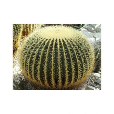 Golden Barrel Seeds