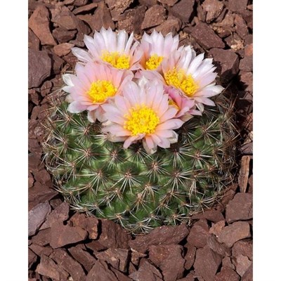 Pediocactus Simpsonii Seeds