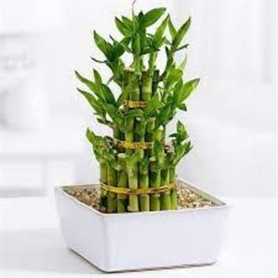 Lucky Potted Bamboo Seeds