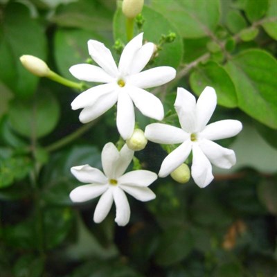 Jasminum auriculatum (Indian Juhi)
