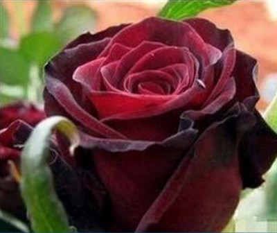 True Blood Black Rare Rose Seeds