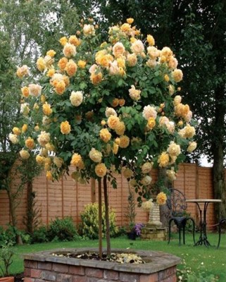 Yellow Rose Tree Seeds