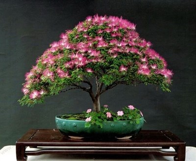 Bonsai Albizia Julibrissin Seeds