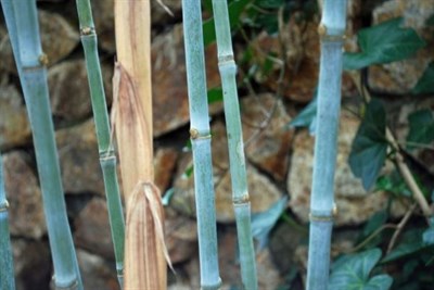Blue Bamboo Seeds