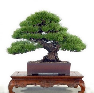Pine Thunbergii Bonsai Tree Seeds