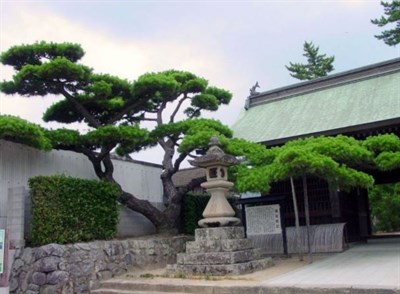 Pine Tree Seeds (Bonsai Family)