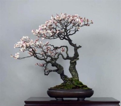 White Prunus Bonsai Seeds