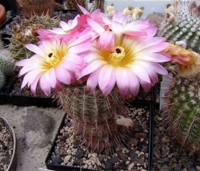 Hamatocactus Setispinus Seeds