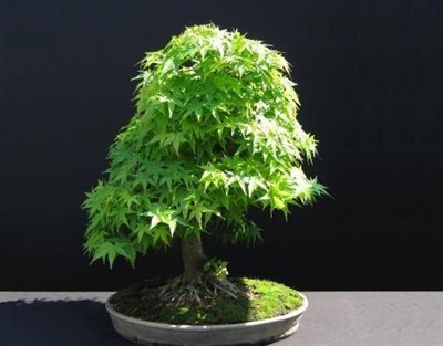 Bonsai American Green Maple Seeds