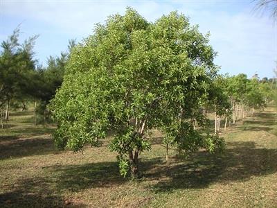 Indian Sandalwood Seeds