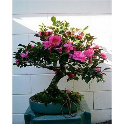 Bonsai Pink Camellia Seeds
