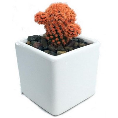 Orange Desert Gems Cacti Seeds