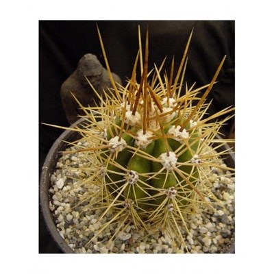 Trichocereus Candicans Seeds