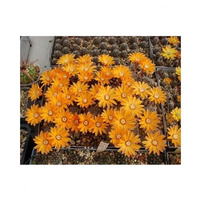 Rebutia Flavistyla Seeds