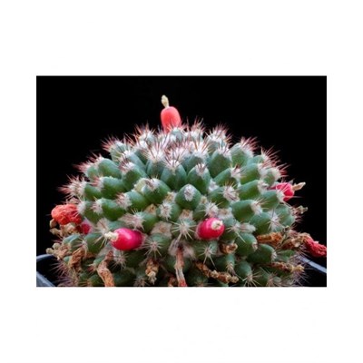 Mammillaria Wooly Nipple Seeds