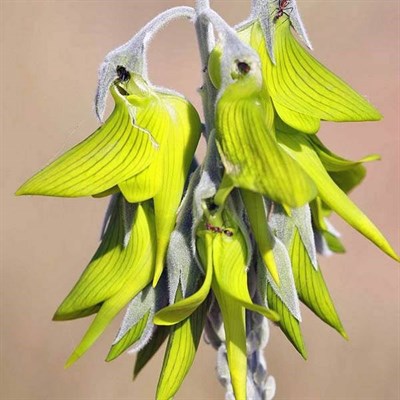 Crotalaria Regal Birdflower Green