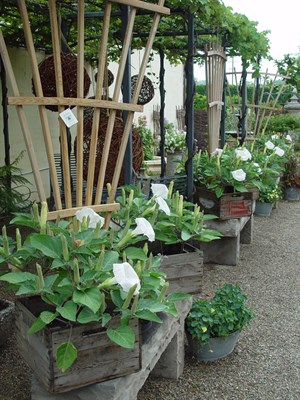 Belle Blanche Datura Seeds