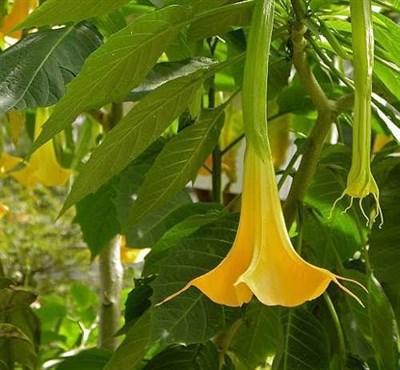 Pumpkin Yellow Datura Seeds