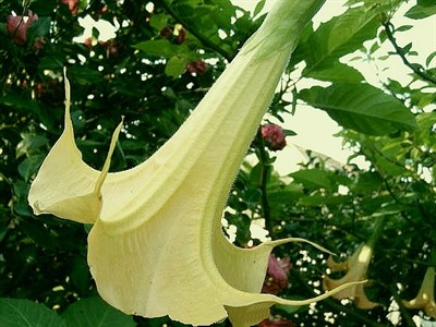 Rare Green Datura Seeds