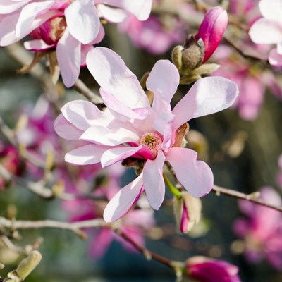Loebner Magnolia Flower Tree Seeds