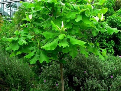 Ashe's Magnolia Flower Tree Seeds