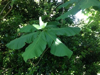 Bigleaf Magnolia Flower Tree Seeds
