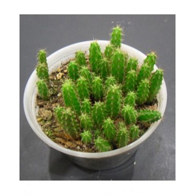 Trichocereus Bridgesii Seeds
