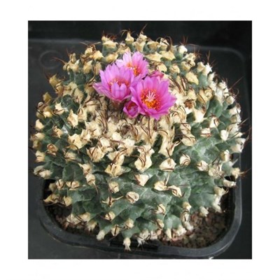 Turbinicarpus Alonsoi Seeds