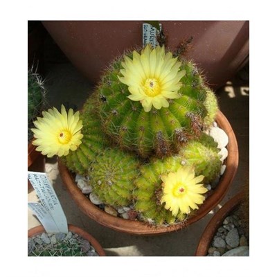 Parodia Muricata Seeds