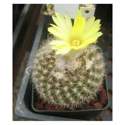Parodia Formosa Seeds