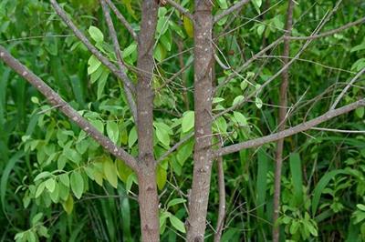 Swet Chandan Tree Seeds