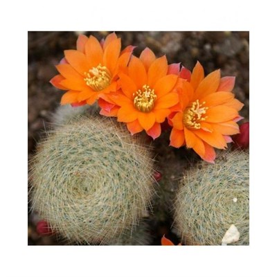 Rebutia Flavistyla Seeds