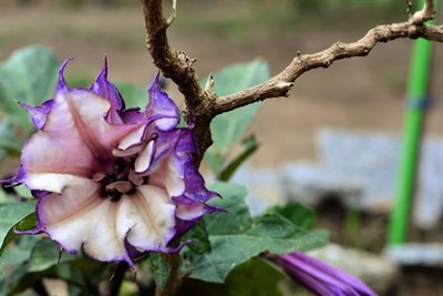 Double Purple Datura