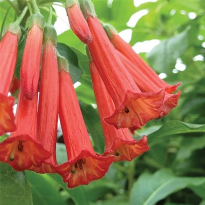 Red Dancer Datura Seeds