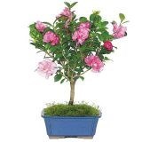 Camellia Bonsai Tree Seeds