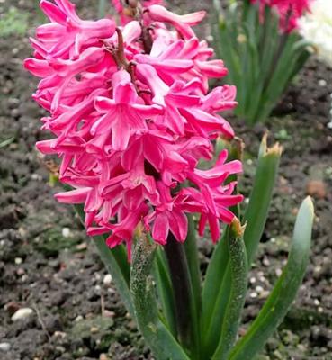Jan Bos Hyacinths
