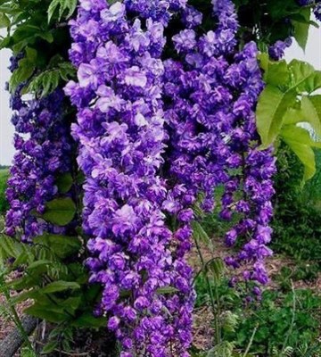 Wisteria Black Dragon Vines