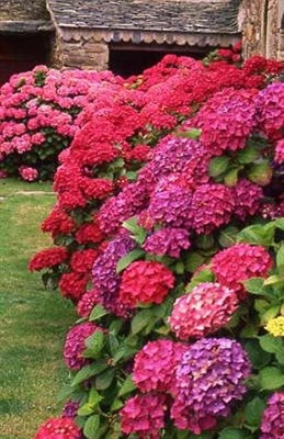 Hydrangea Deep Red Flower Seeds
